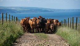 Farmbench for better margins: 2023-24 insights for SDA and Non-SDA suckler herds